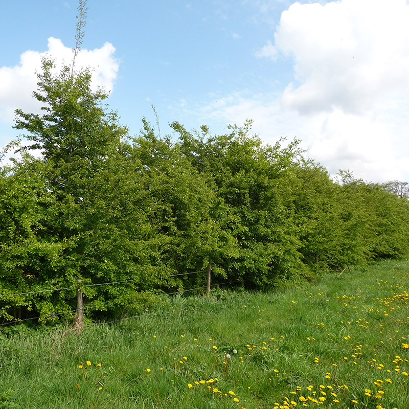 Voorbeeld van de toepassing van deze maatregel