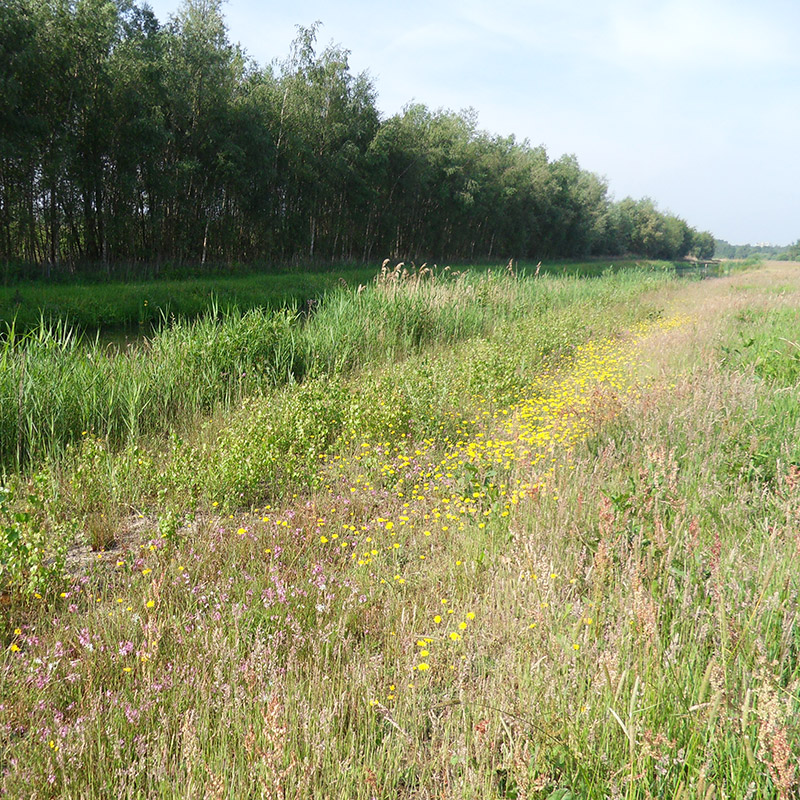 Voorbeeld van de toepassing van deze maatregel