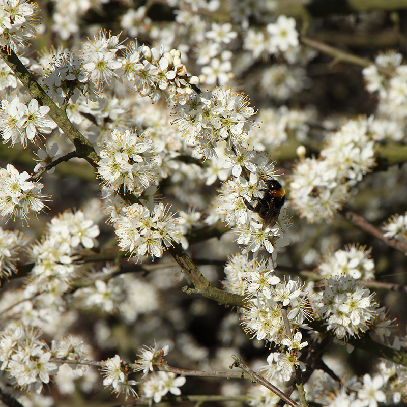 Voorbeeld van de toepassing van deze maatregel