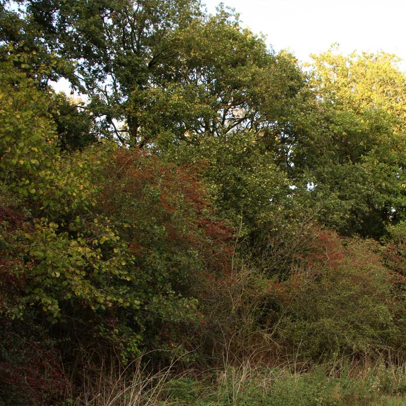 Voorbeeld van de toepassing van deze maatregel