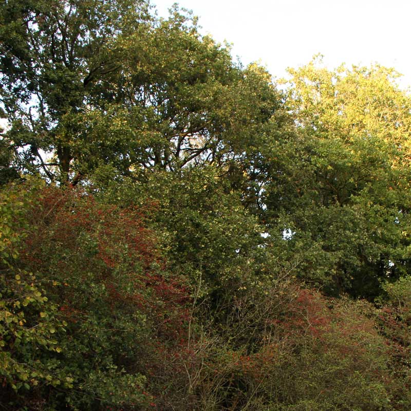 Voorbeeld van de toepassing van deze maatregel