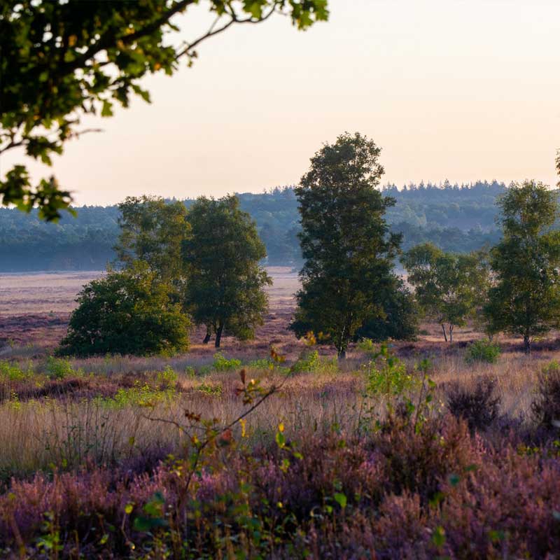 Voorbeeld van de toepassing van deze maatregel