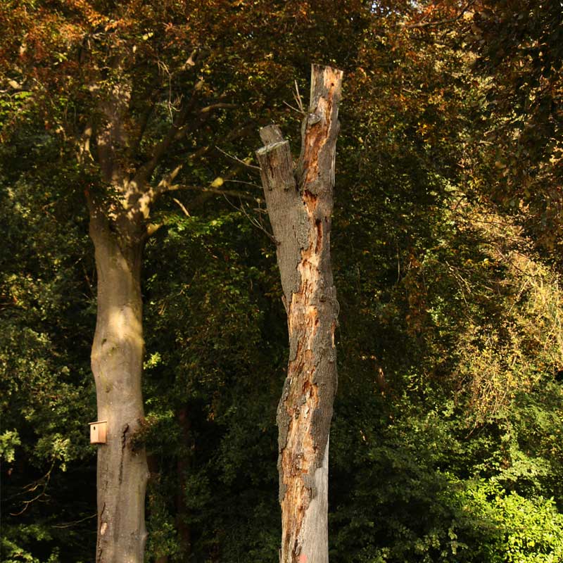 Voorbeeld van de toepassing van deze maatregel