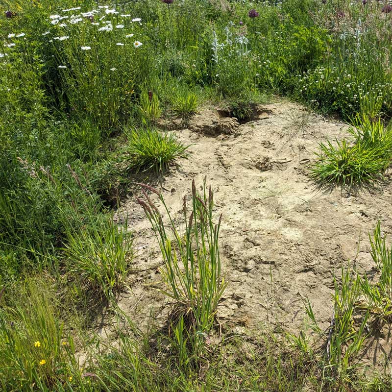 Voorbeeld van de toepassing van deze maatregel