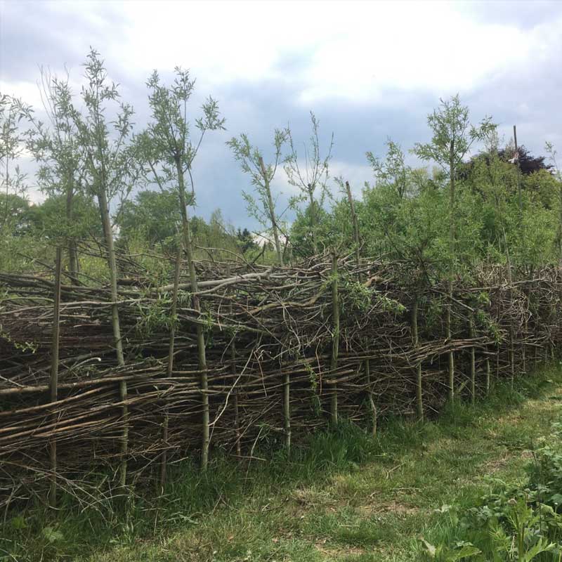 Voorbeeld van de toepassing van deze maatregel