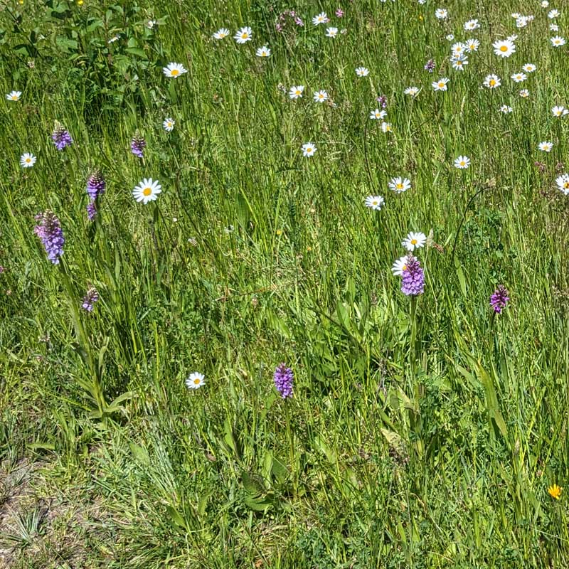 Voorbeeld van de toepassing van deze maatregel
